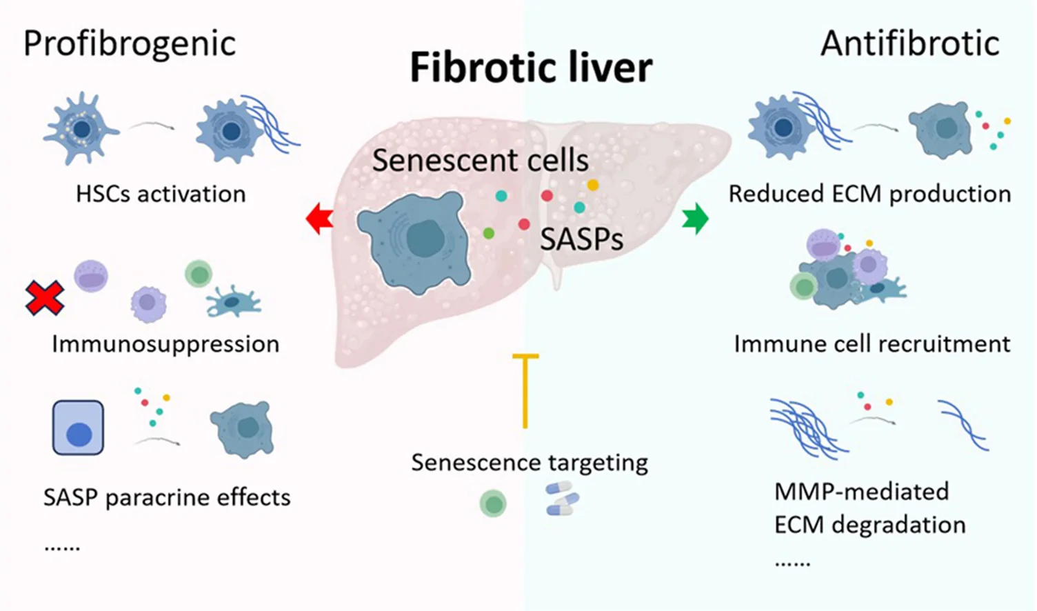 Graphical abstract from Liver Research