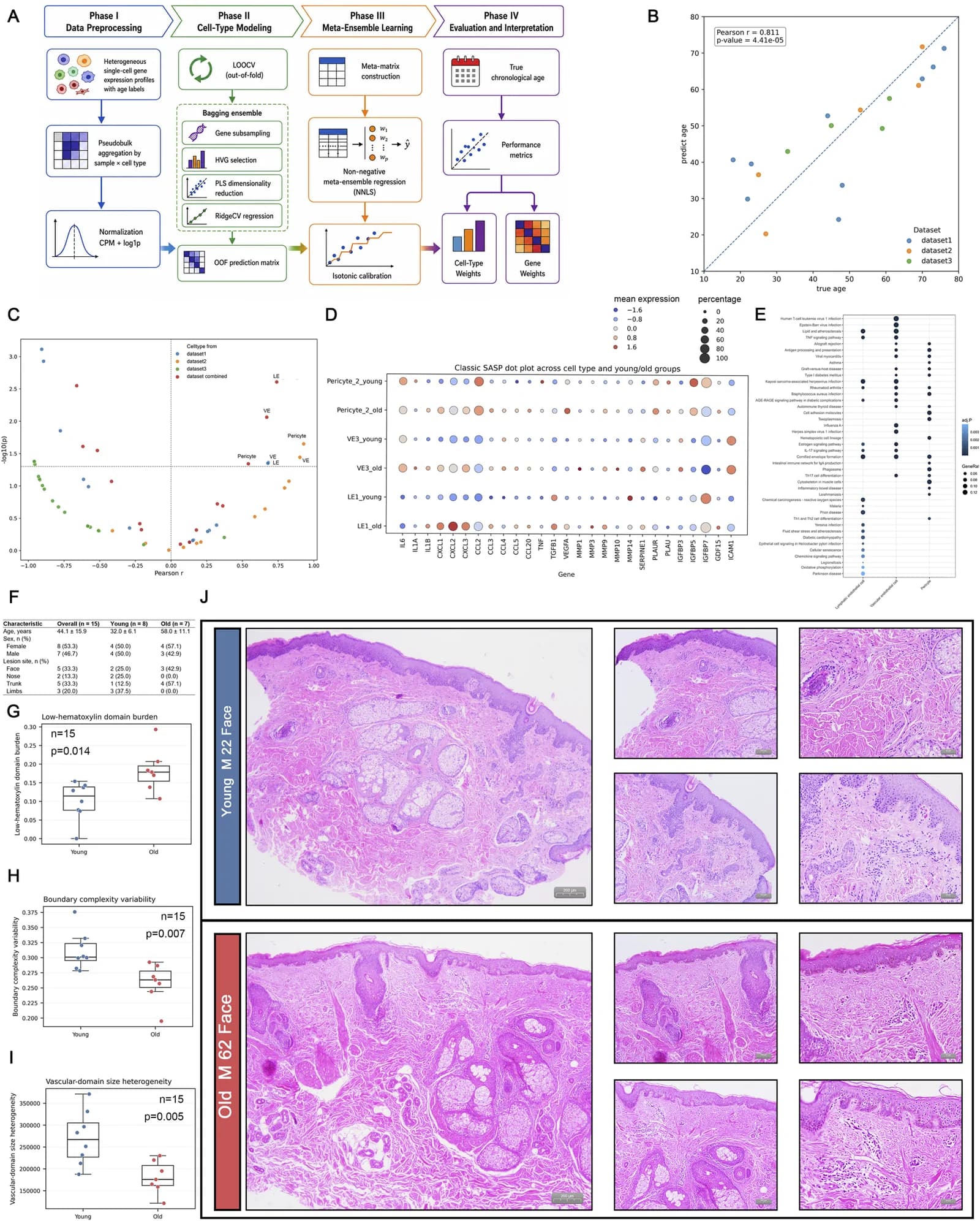 Figure 1. The vascular niche carries major aging signals in a single-cell skin age-clock model (A) Diagram of single-cell skin age-clock modeling.