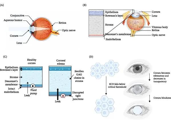 Figure 1. The structure of the cornea and the function of the corneal endothelium.