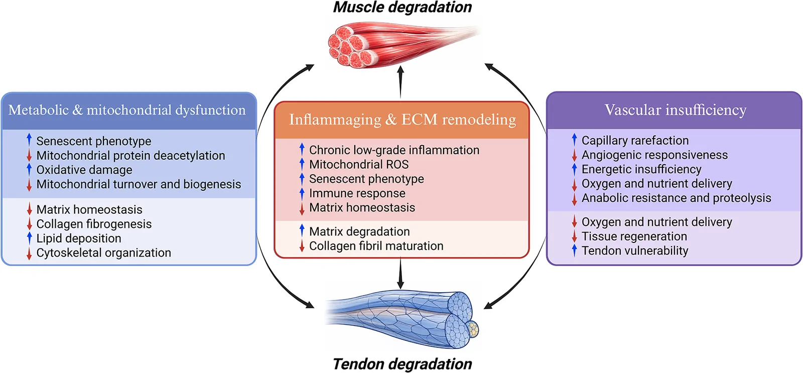 Figure 1. Shared systemic drivers and their differential consequences across muscle–tendon unit.