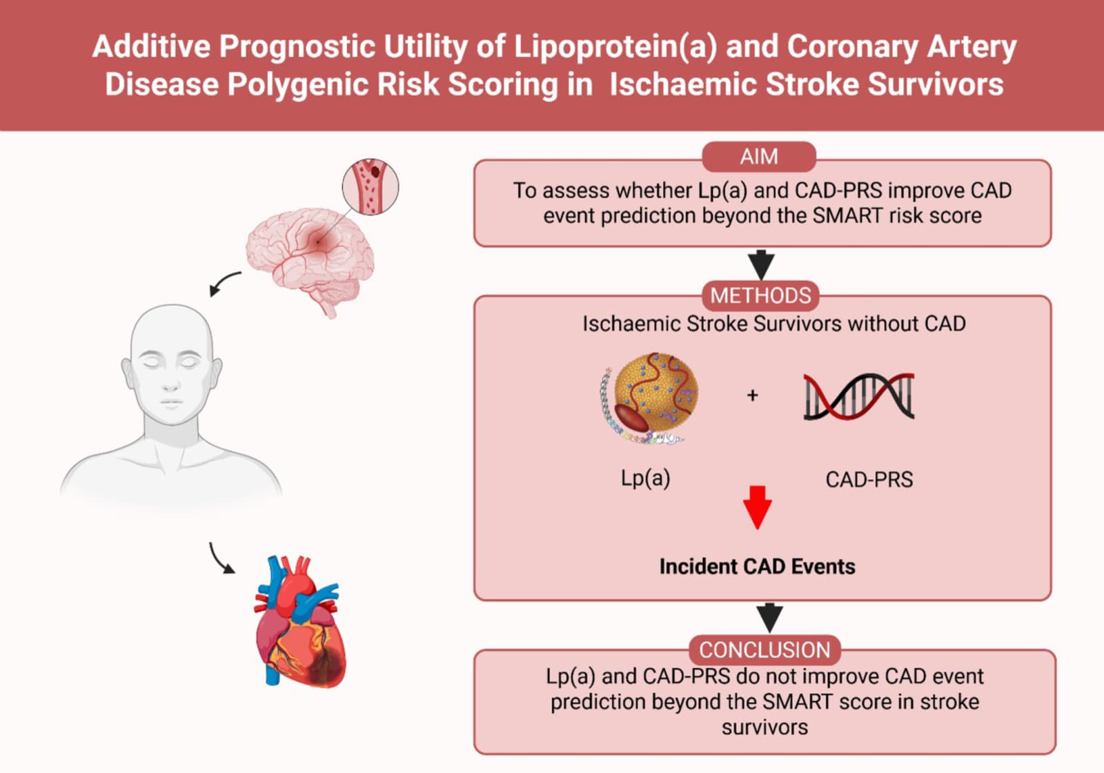 Graphical abstract from Journal of the American Heart Association