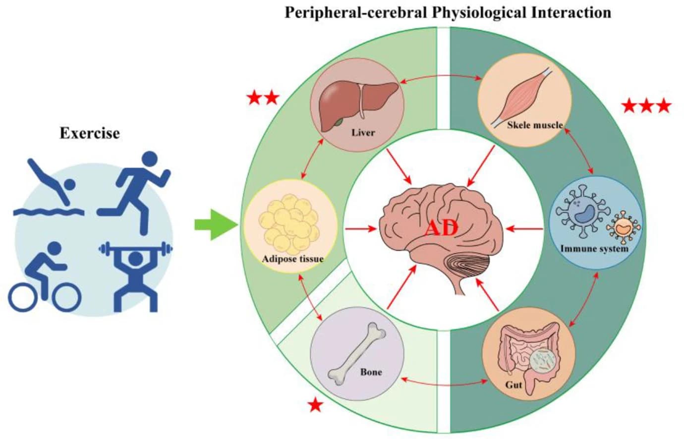 Graphical abstract from Experimental Neurology