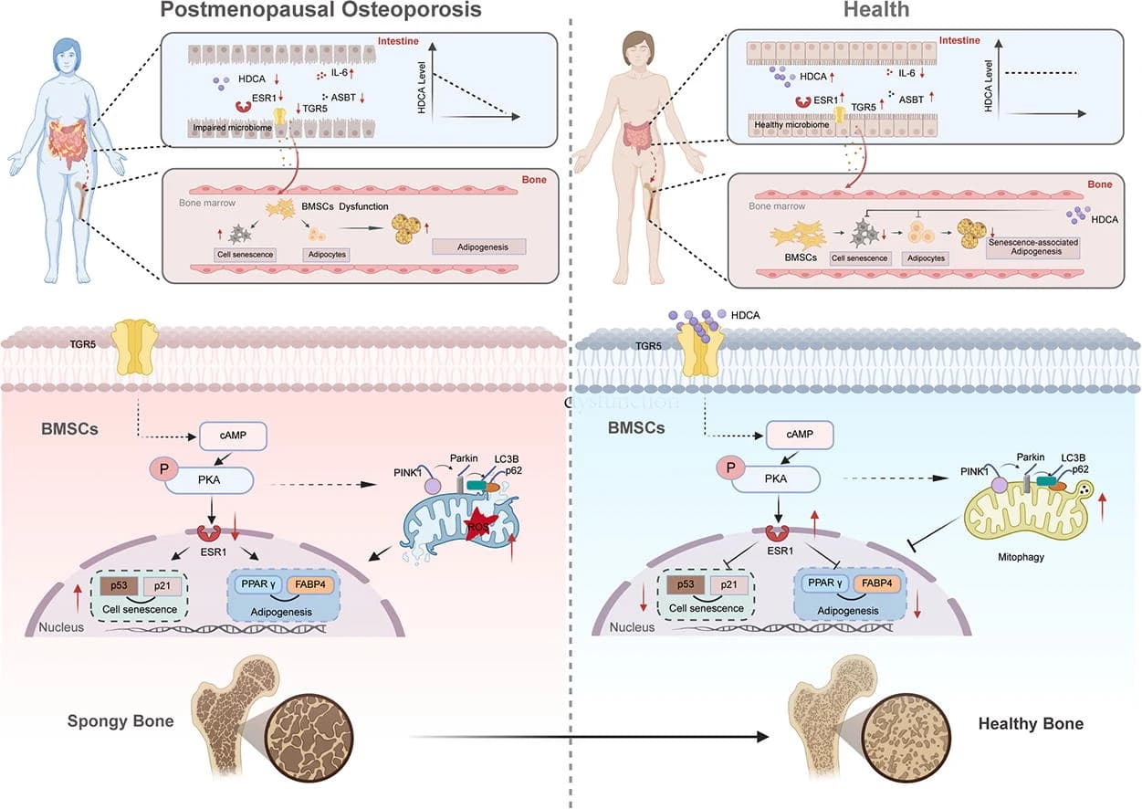 Graphical abstract from Journal of Advanced Research