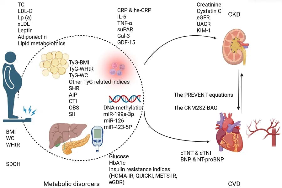 Fig. 1. Biomarkers and applications in CKM syndrome.