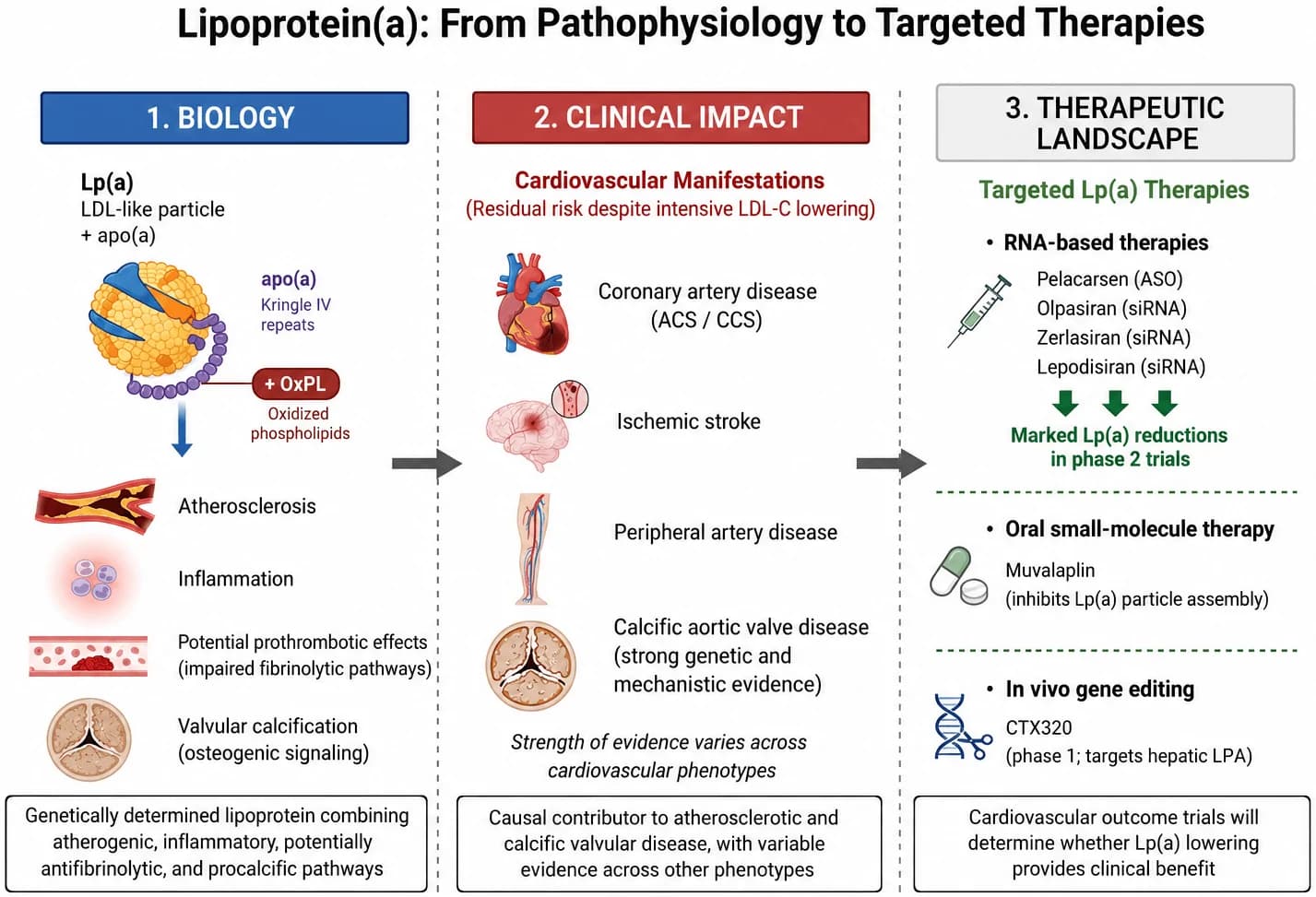 Lipoprotein(a): from pathophysiology to targeted therapies.