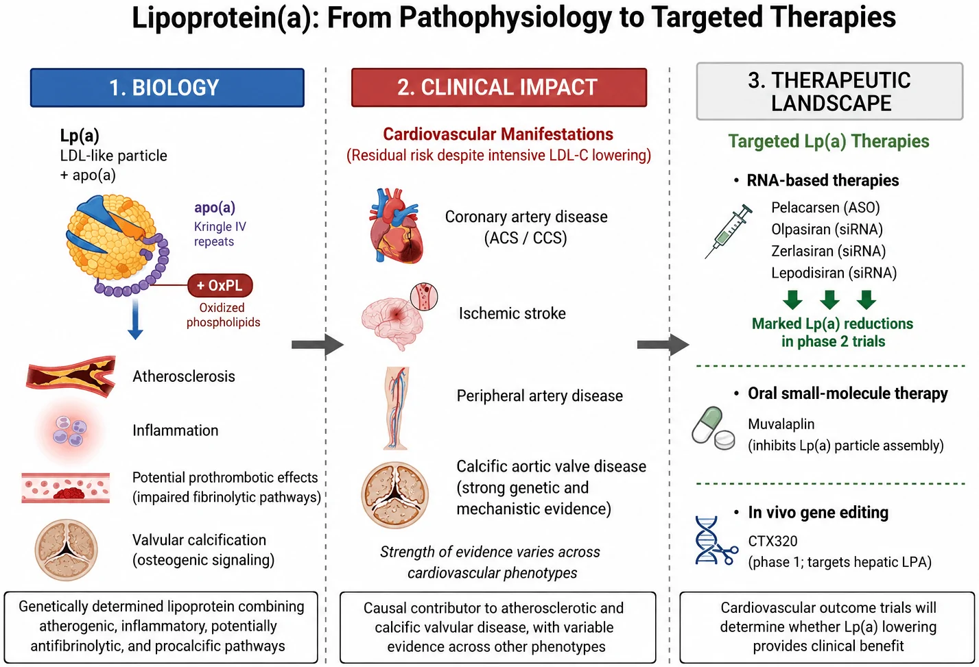 Fig. 1. Lipoprotein(a): from pathophysiology to targeted therapies.