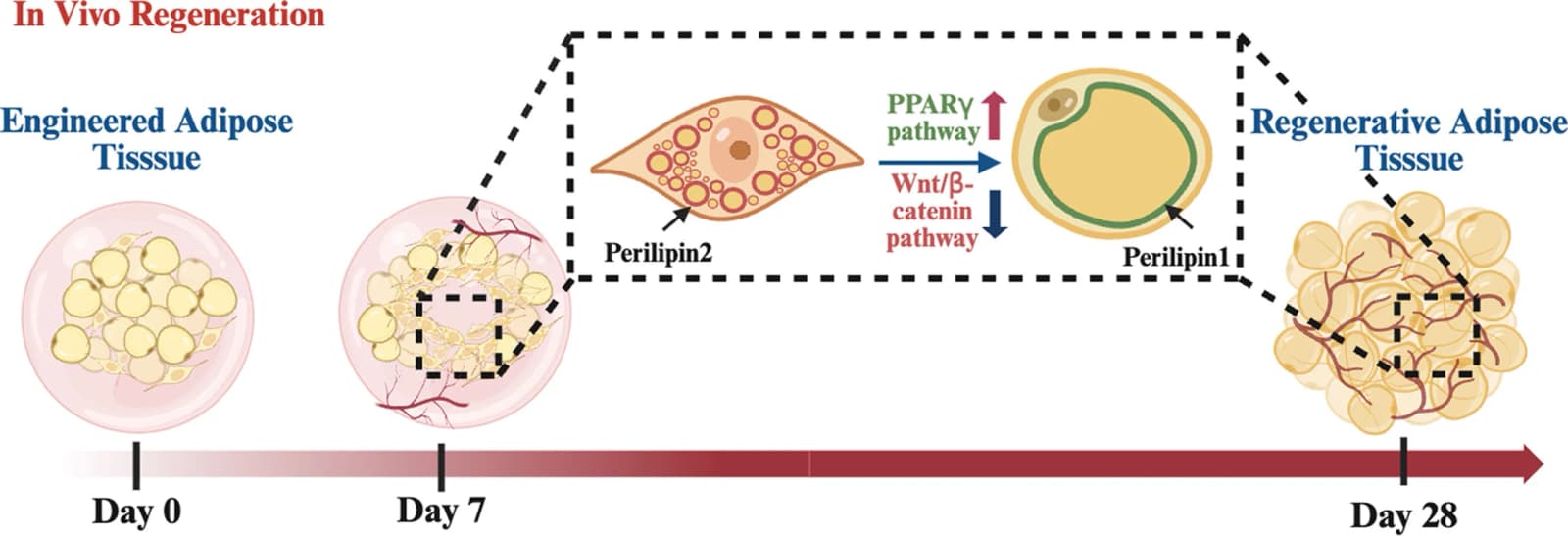 Graphical abstract from Journal of Lipid Research