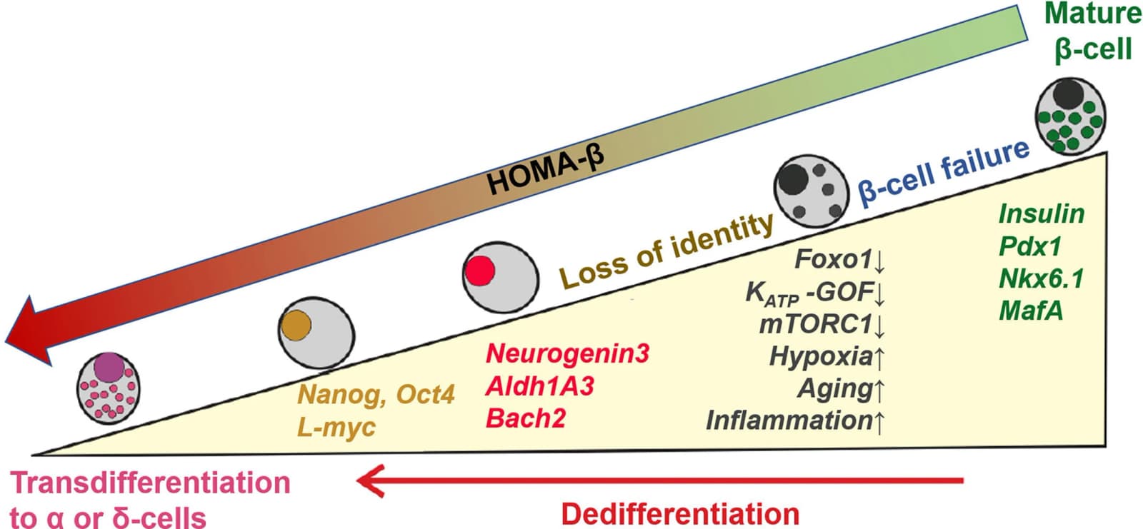 Graphical abstract from Journal of Diabetes