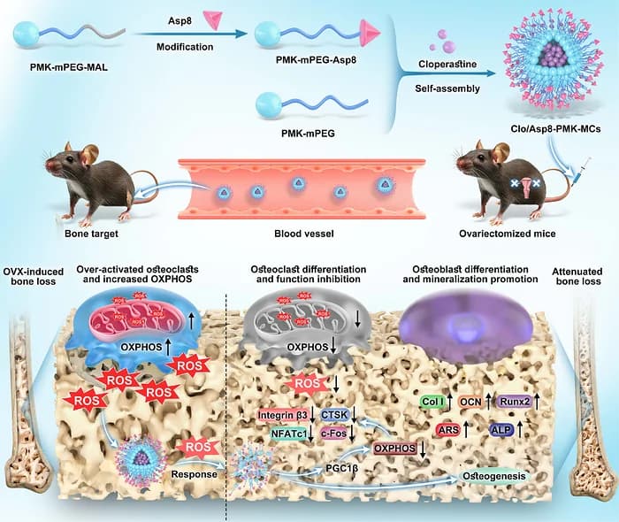 Graphical abstract from Advanced Science