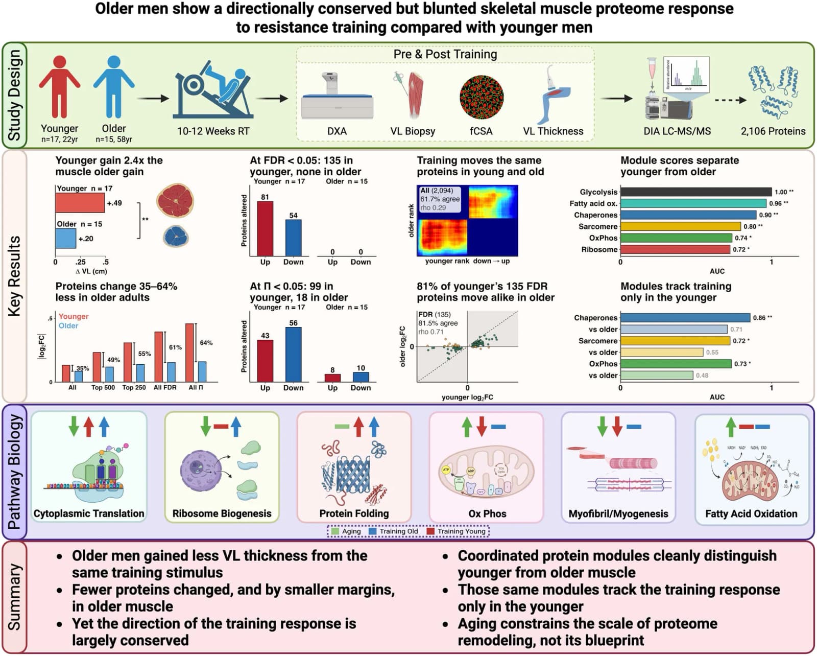 Graphical abstract from Physiological Reports