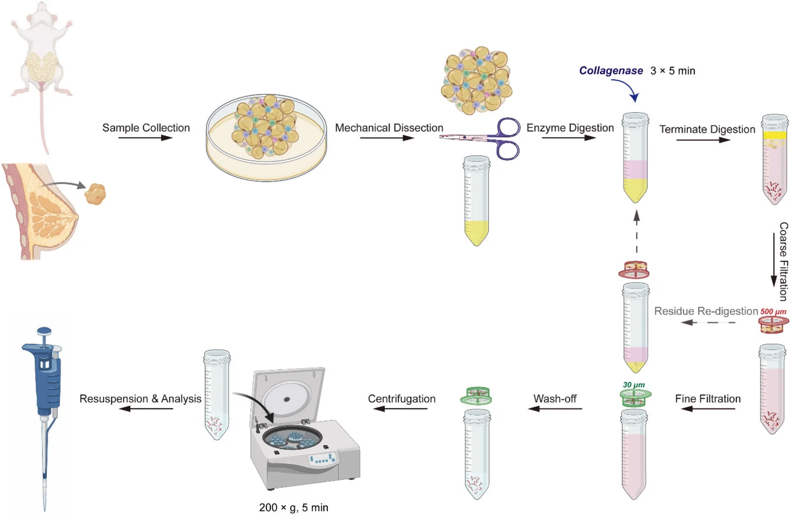 Fig. 1. General workflow and optimization strategies for the isolation of microvascular fragments (MVFs) from adipose tissue.