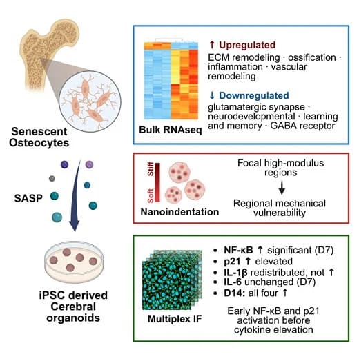 Figure 1 from Stem Cells