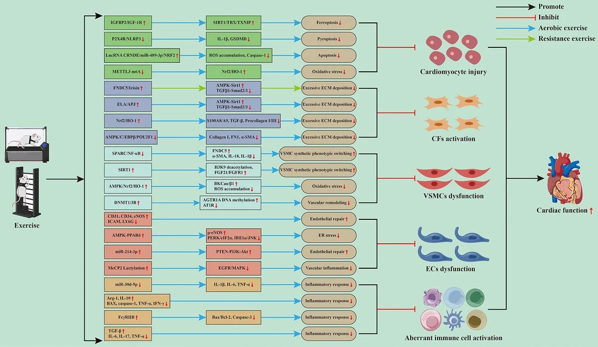 Graphical abstract from Annals of the New York Academy of Sciences