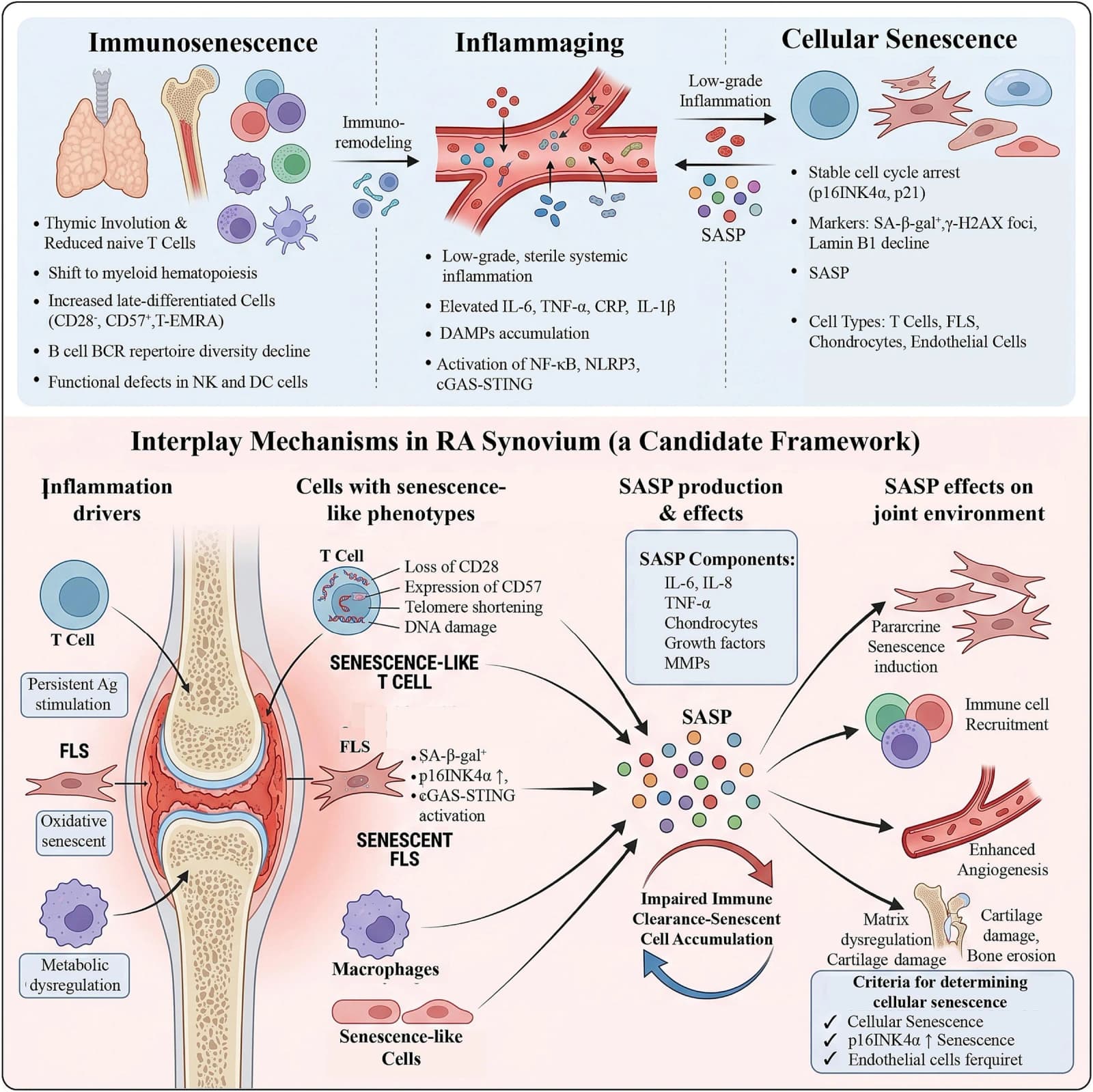 Figure 1 from International Immunopharmacology