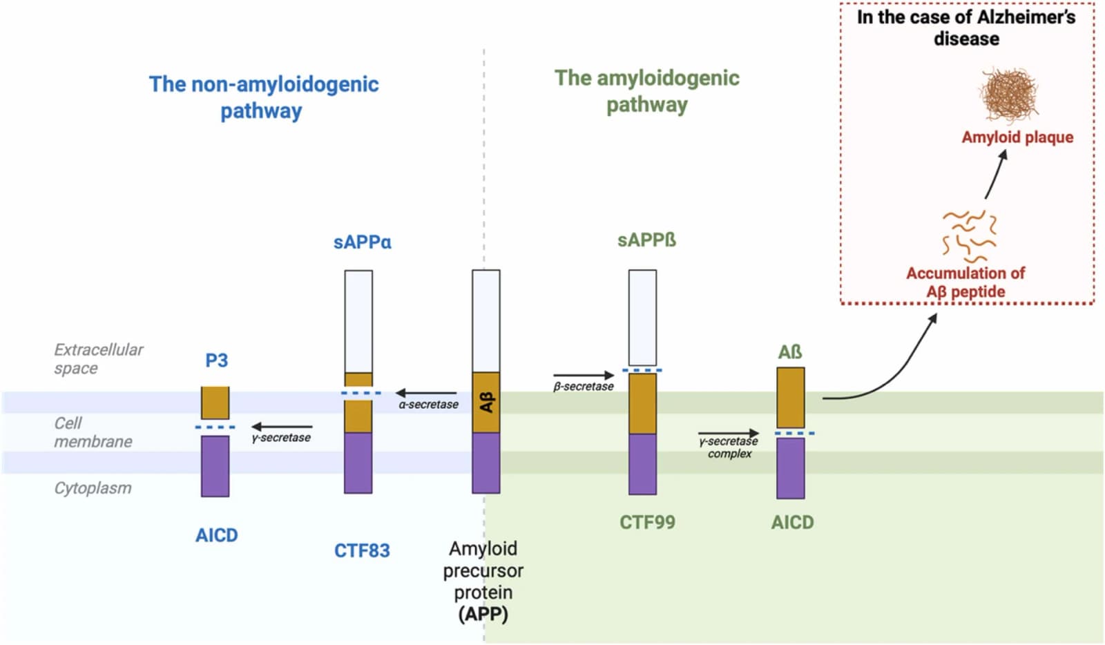 Figure 1 from Ageing Research Reviews