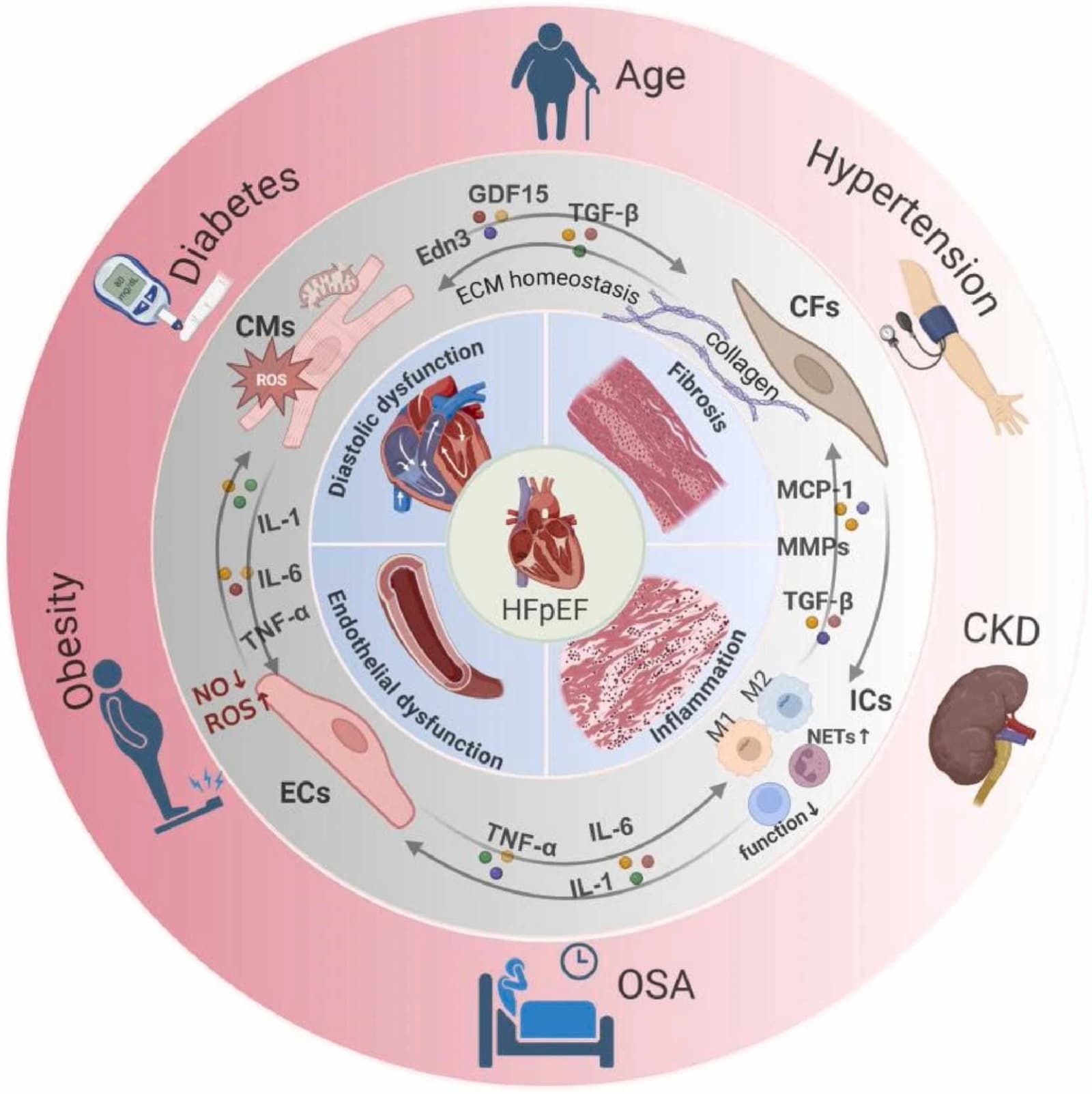 Figure 1 from Ageing Research Reviews