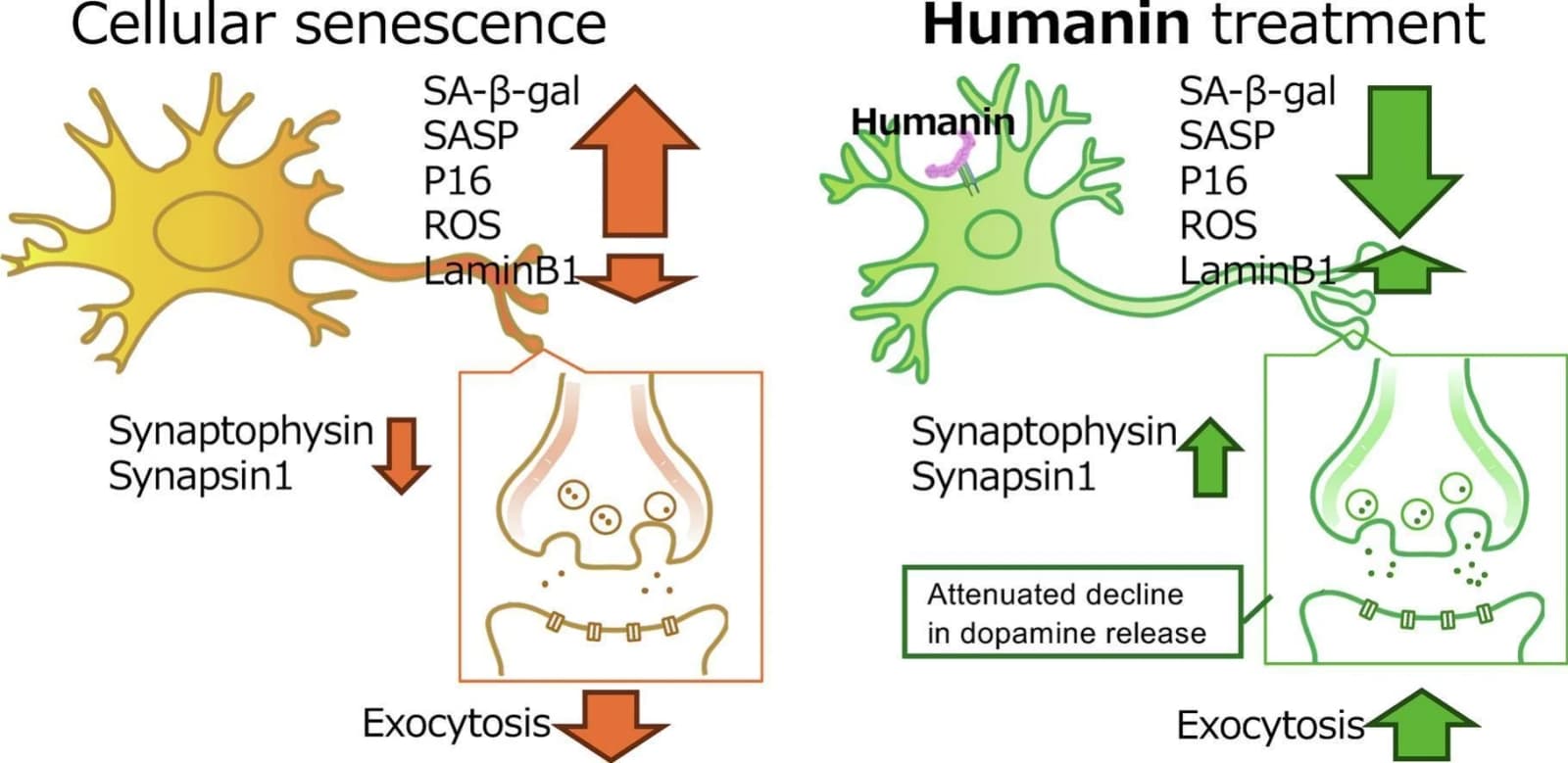 Graphical abstract from Neuroscience