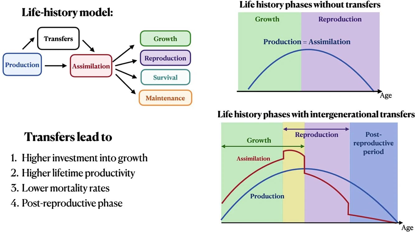 Graphical abstract from Theoretical Population Biology