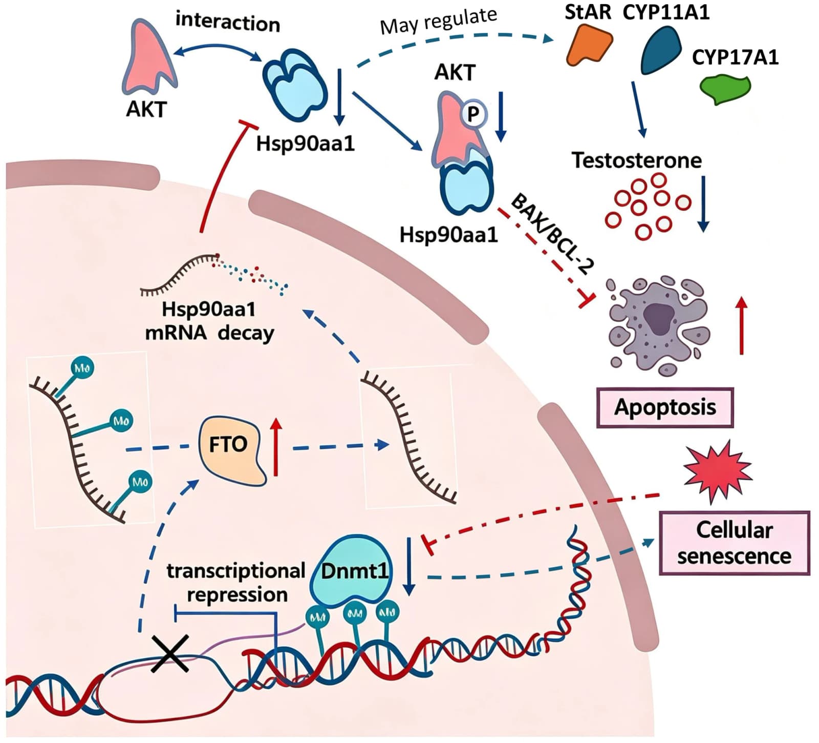Graphical abstract from Aging Cell