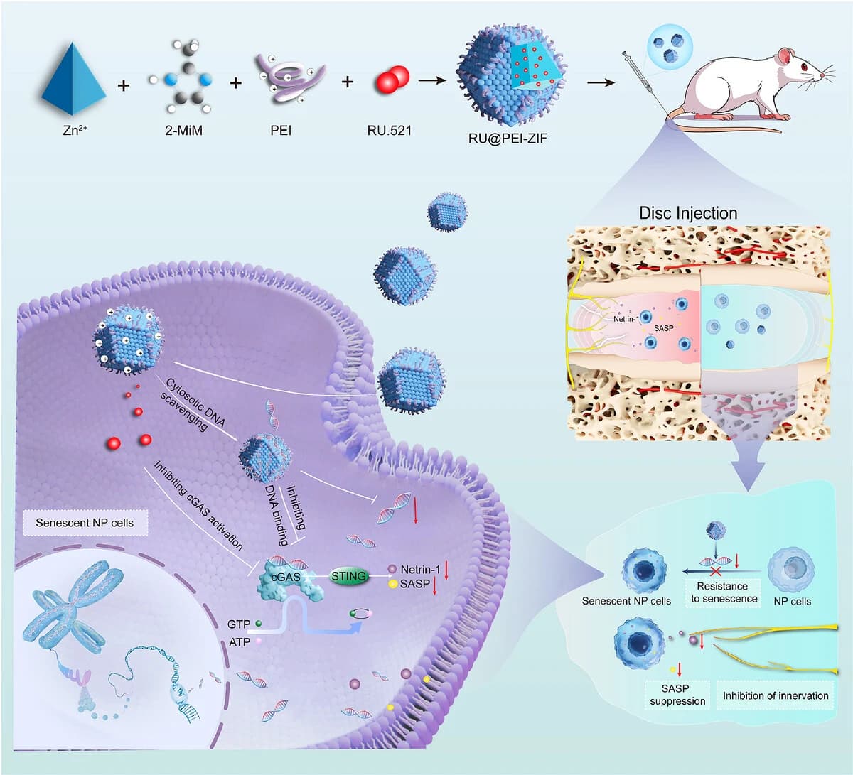 Graphical abstract from Advanced Science