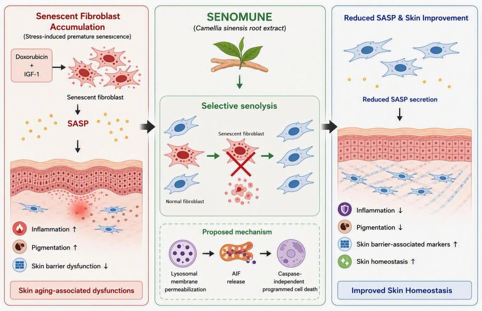 Graphical abstract from Experimental Dermatology