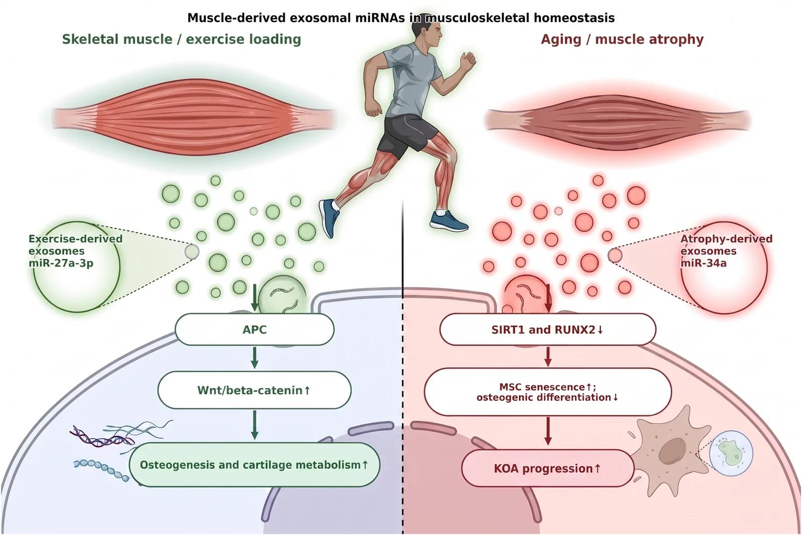 Figure 1. Exercise-induced remodeling of the skeletal muscle-derived exosomal miRNA profile and its role in muscle-to-bone communication.