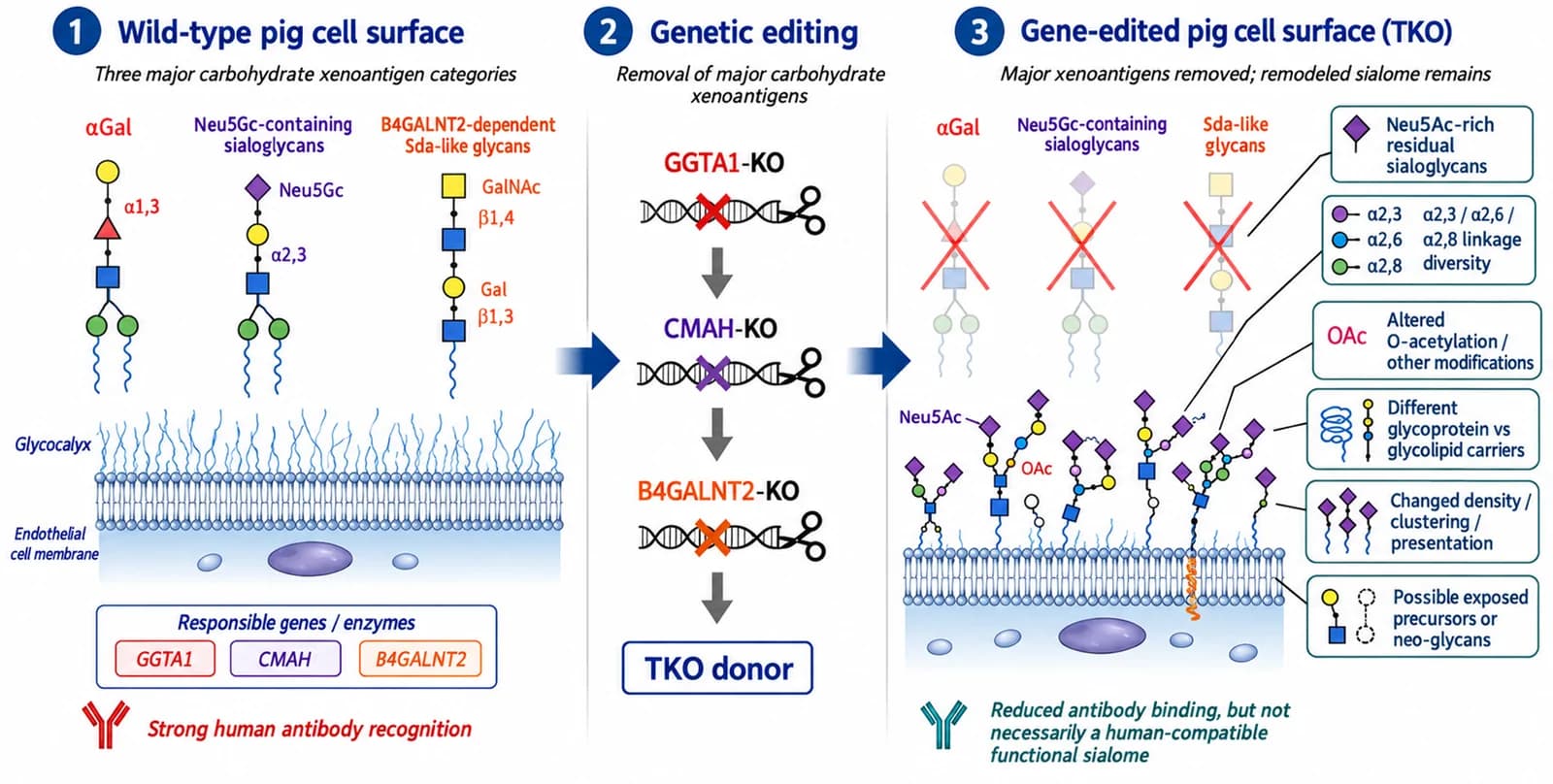 Figure 1. From xenoantigen removal to a remodeled sialome.