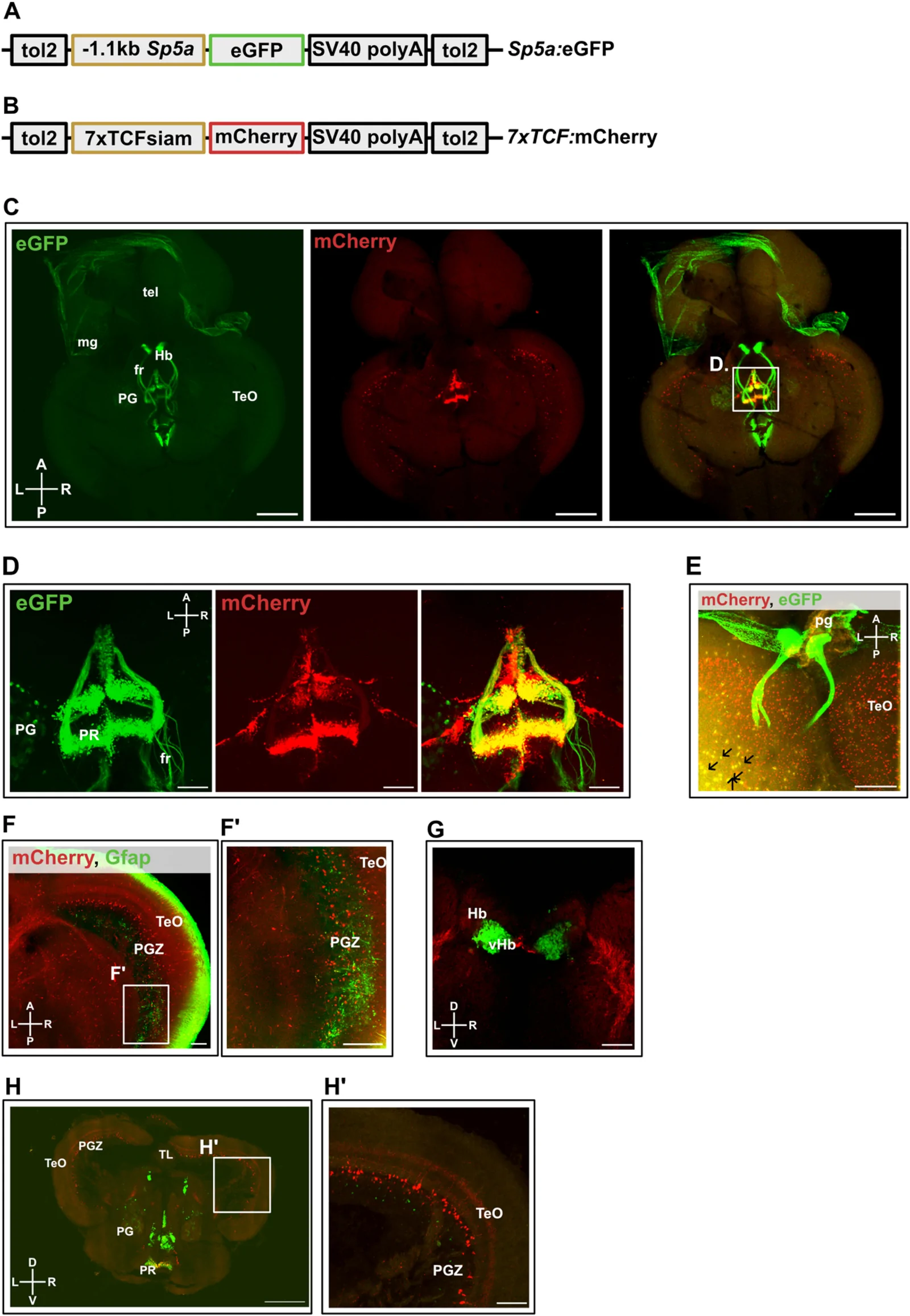 Fig. 1. Characterization of transgenic Wnt/β-catenin signaling fluorescent reporter lines in the adult N. furzeri brain.
