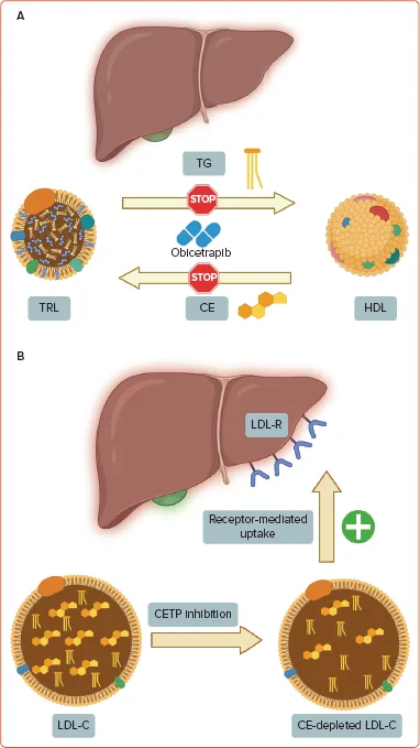 Figure 1. Mechanism of Action of the Potent Cholesteryl Ester Transfer Protein Inhibitor Obicetrapib