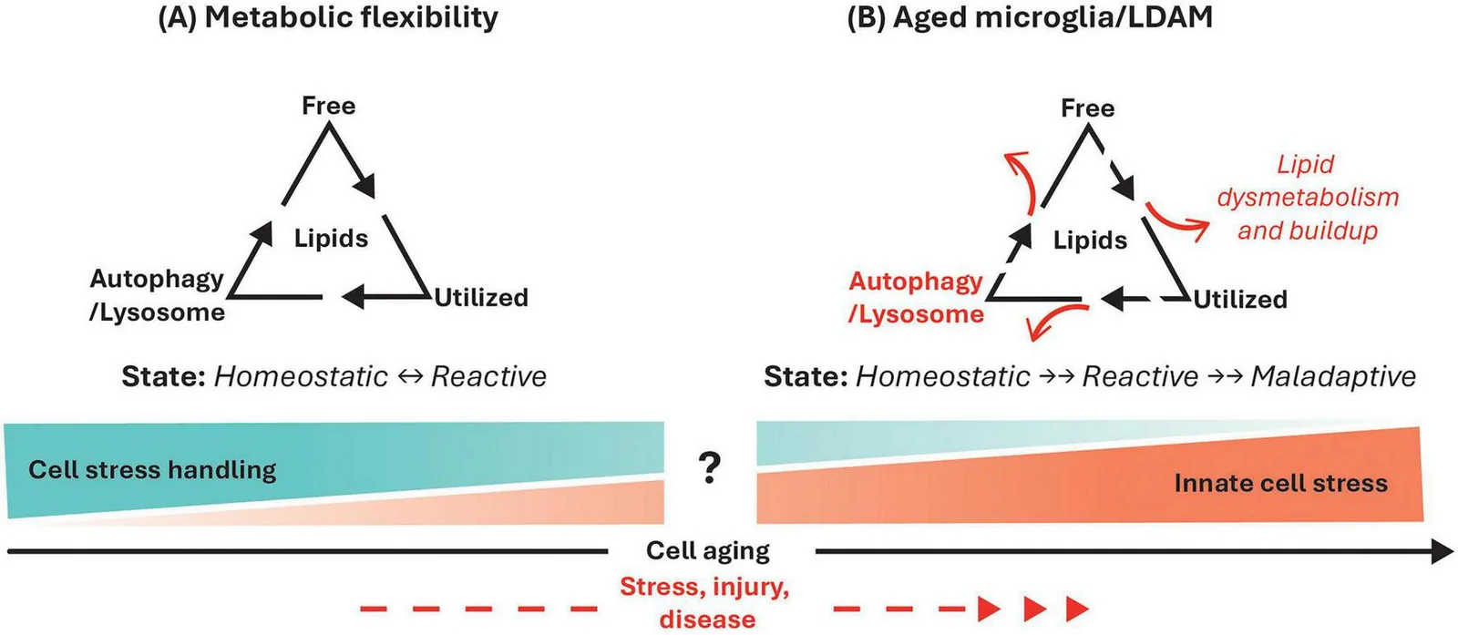 Figure 1. Microglial metabolic programming by lysosome-mediated lipid homeostasis and flux.