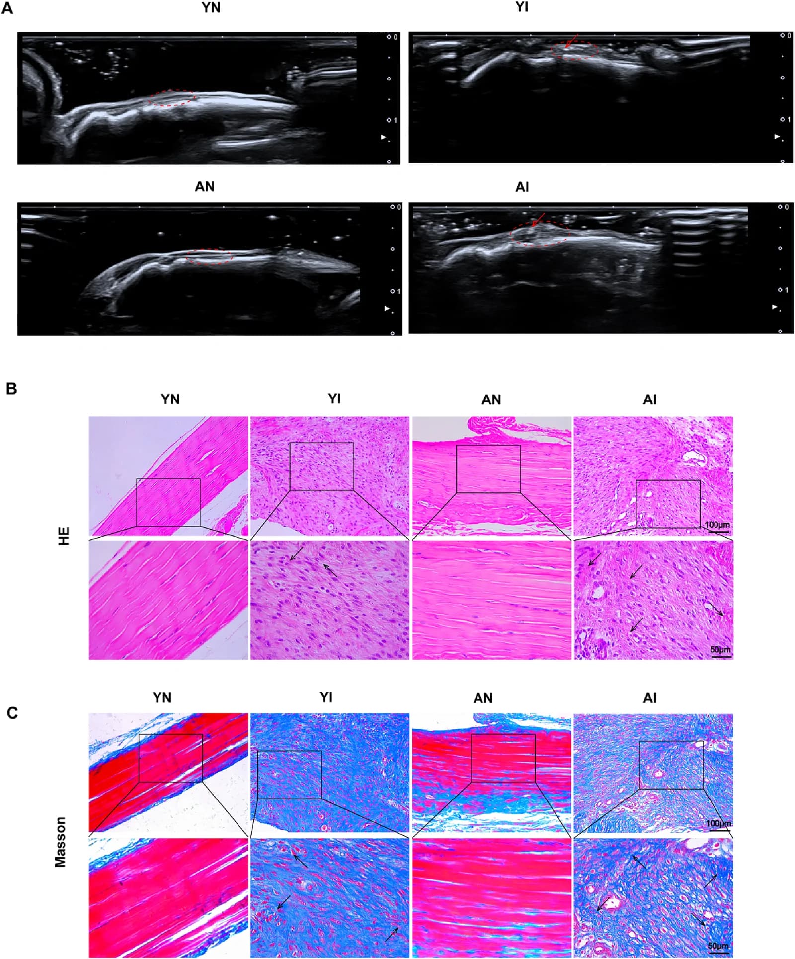 Figure 1. Establishment of MCL injury rat model and the function recovery of medial collateral ligament (MCL) on postoperative Day 14.