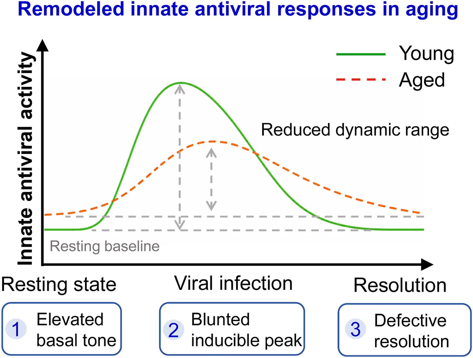 Fig. 1. Remodeled innate antiviral responses in aging.