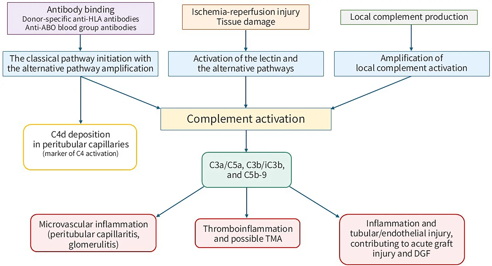 Figure 1. Complement-mediated graft injury in kidney allotransplantation.