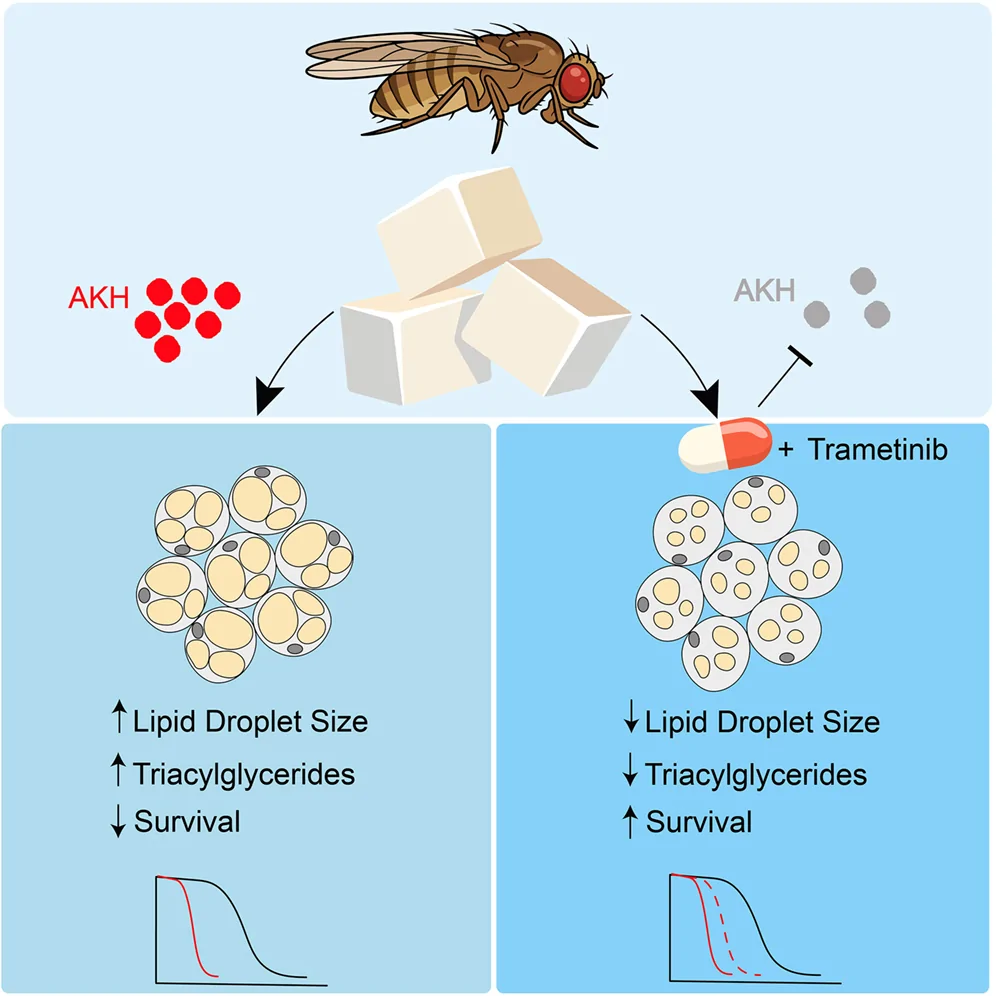 Graphical abstract from iScience