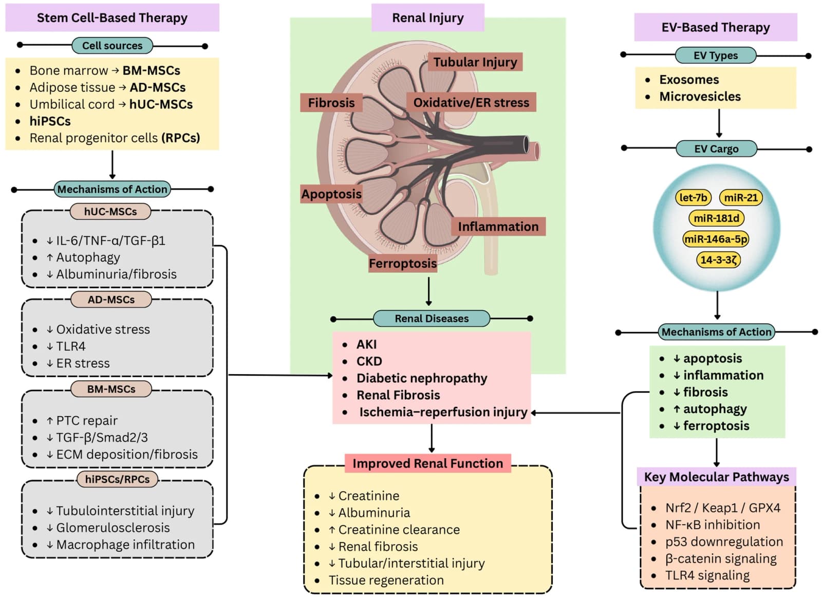 Figure 1 from Developmental Dynamics
