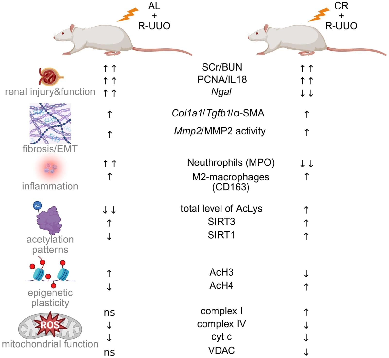Graphical abstract from The FEBS Journal