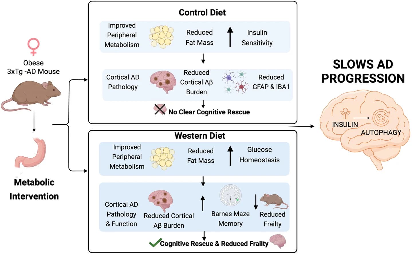 Graphical abstract from Aging Cell