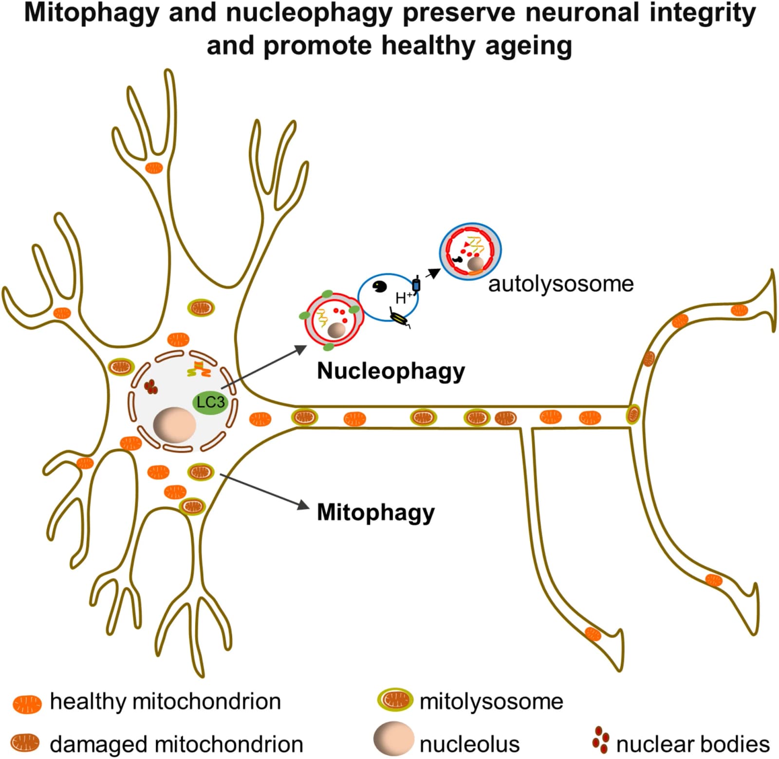 Graphical abstract from The FEBS Journal