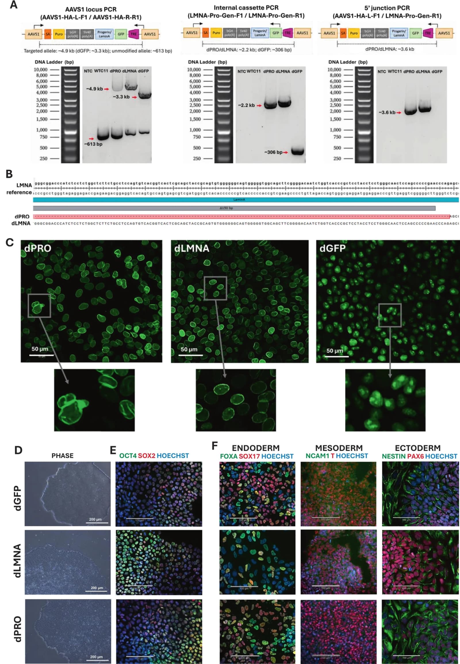 Figure 1 from Stem Cell Research