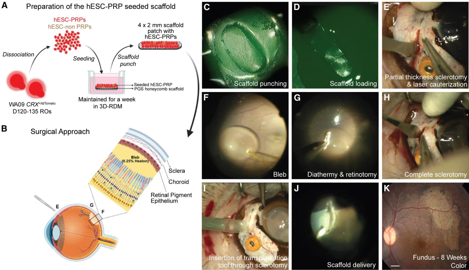 Figure 1 from Stem Cell Reports