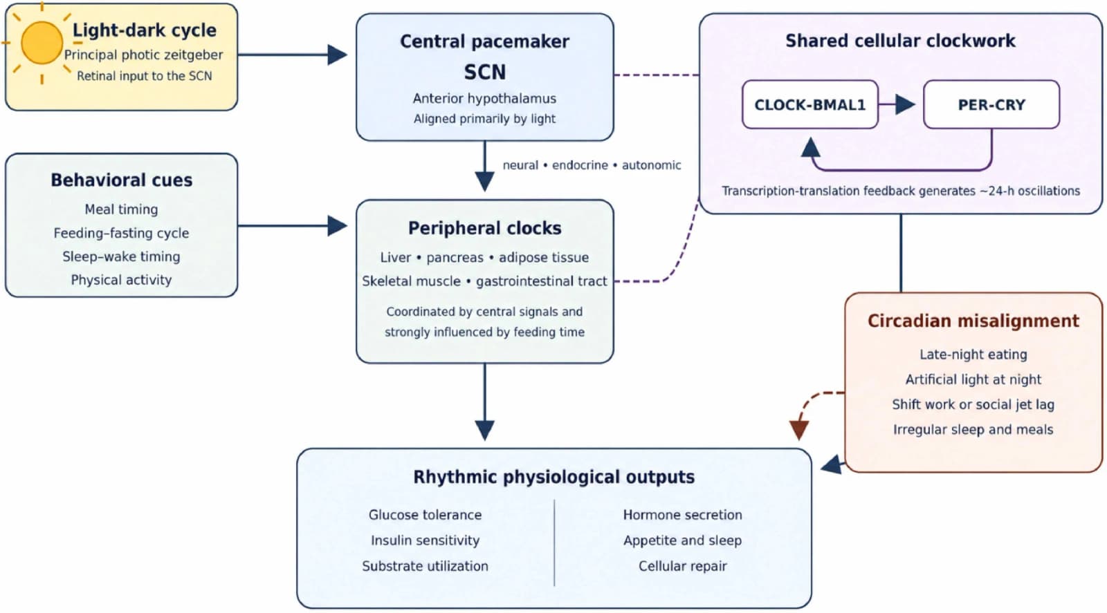 Figure 1 from Ageing Research Reviews