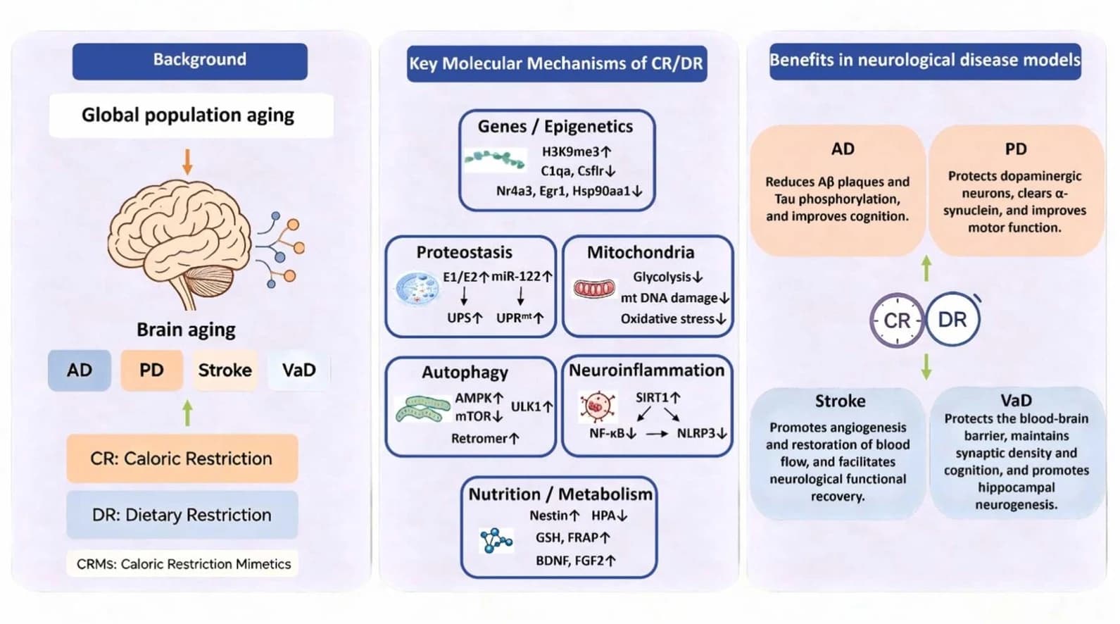 Graphical abstract from Ageing Research Reviews