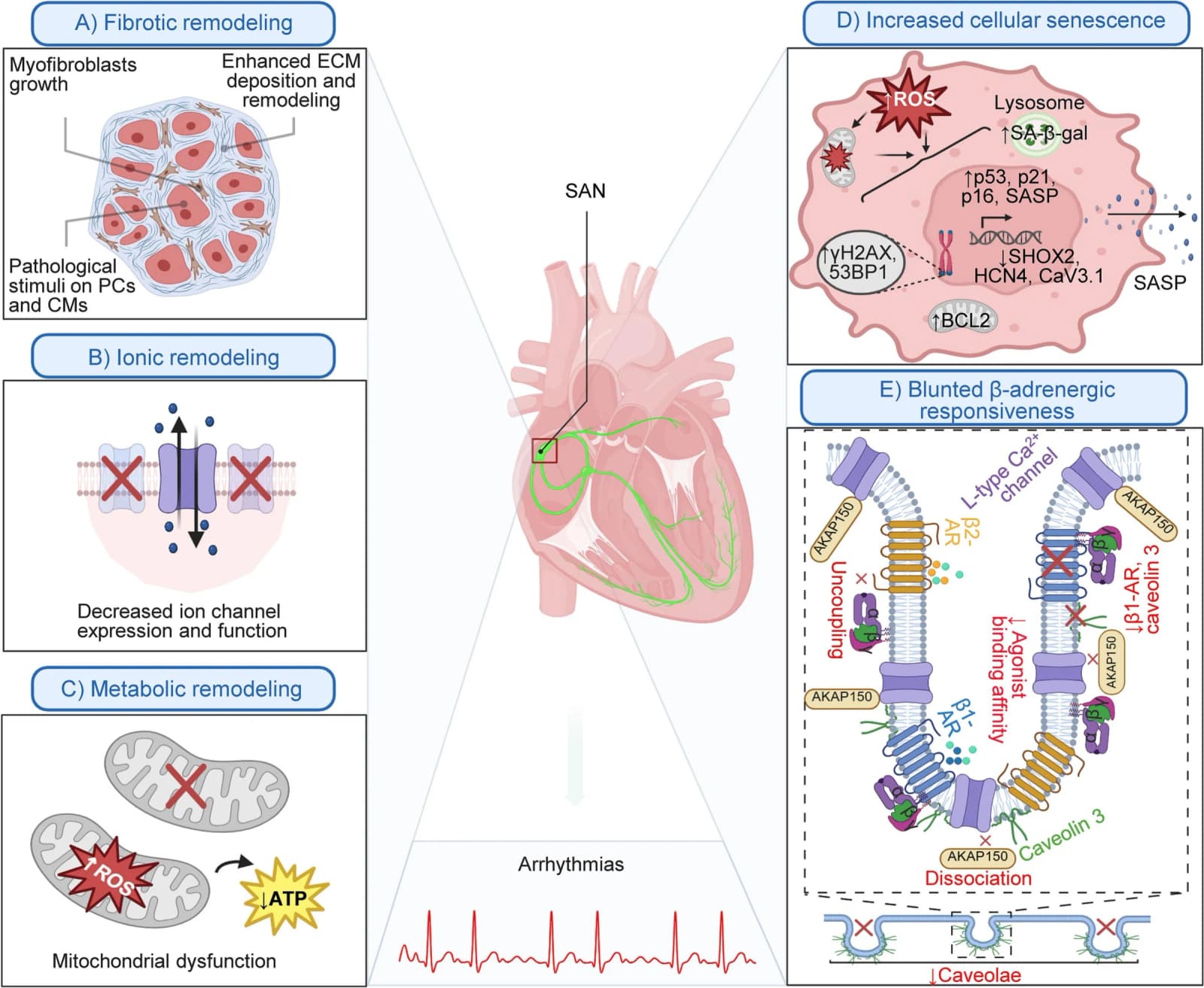 Figure 1 from Pharmacology & Therapeutics