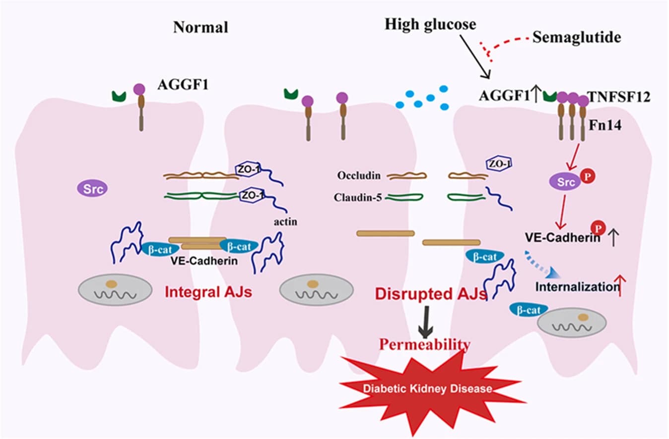 Graphical abstract from Molecular and Cellular Endocrinology