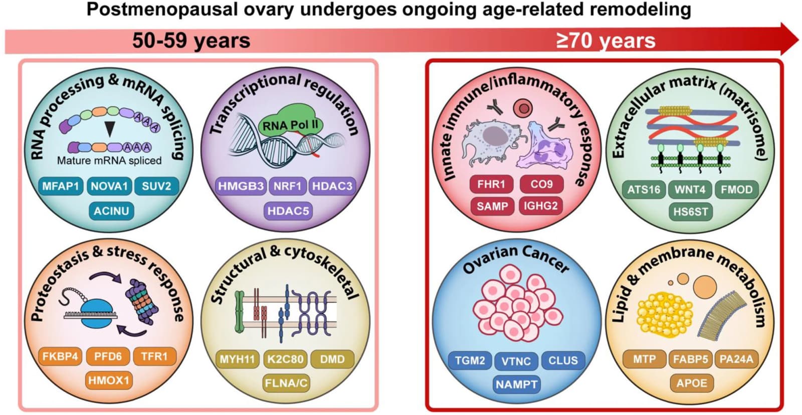 Graphical abstract from Aging Cell