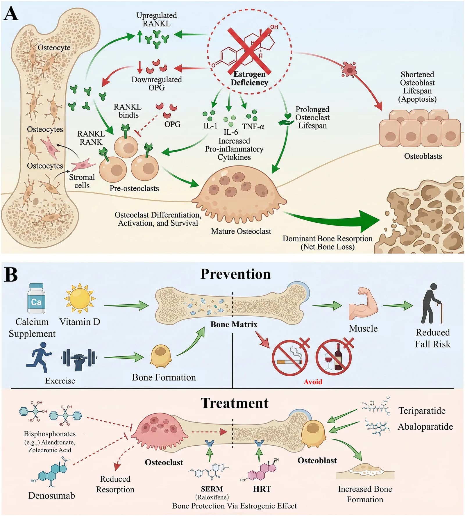 Figure 1. Pathogenesis and management of postmenopausal osteoporosis.