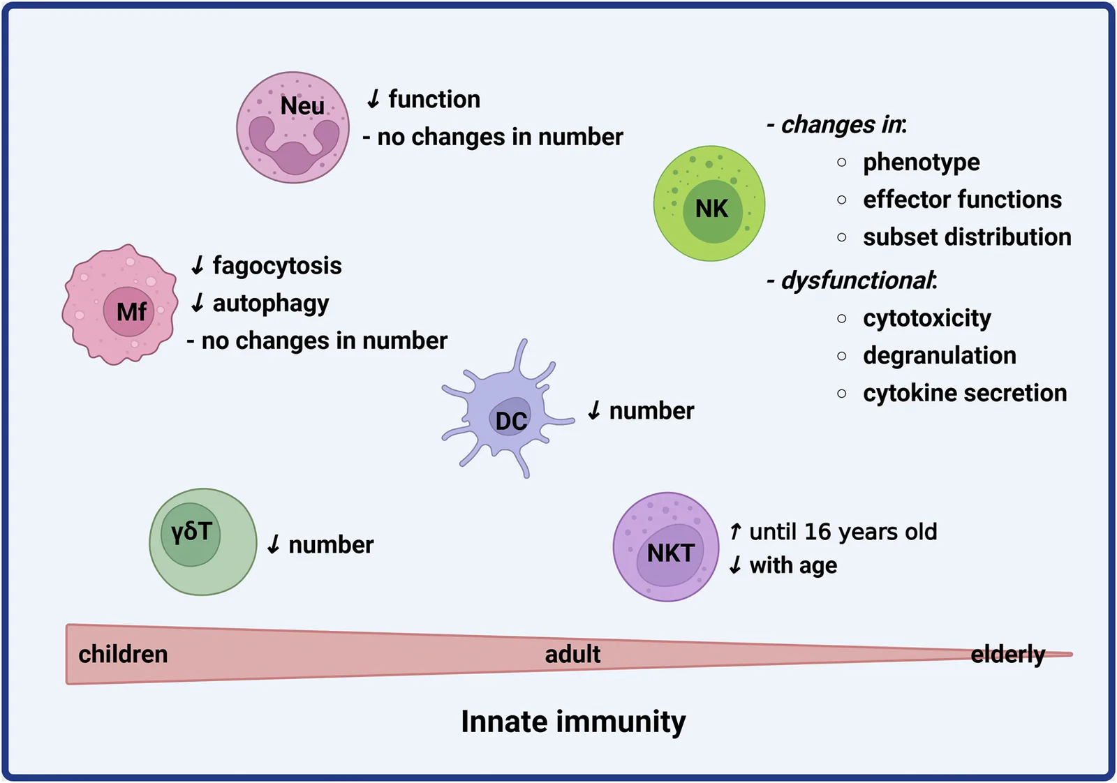 Figure 1. Innate immunity: The main changes undergone by innate immune cells throughout life.