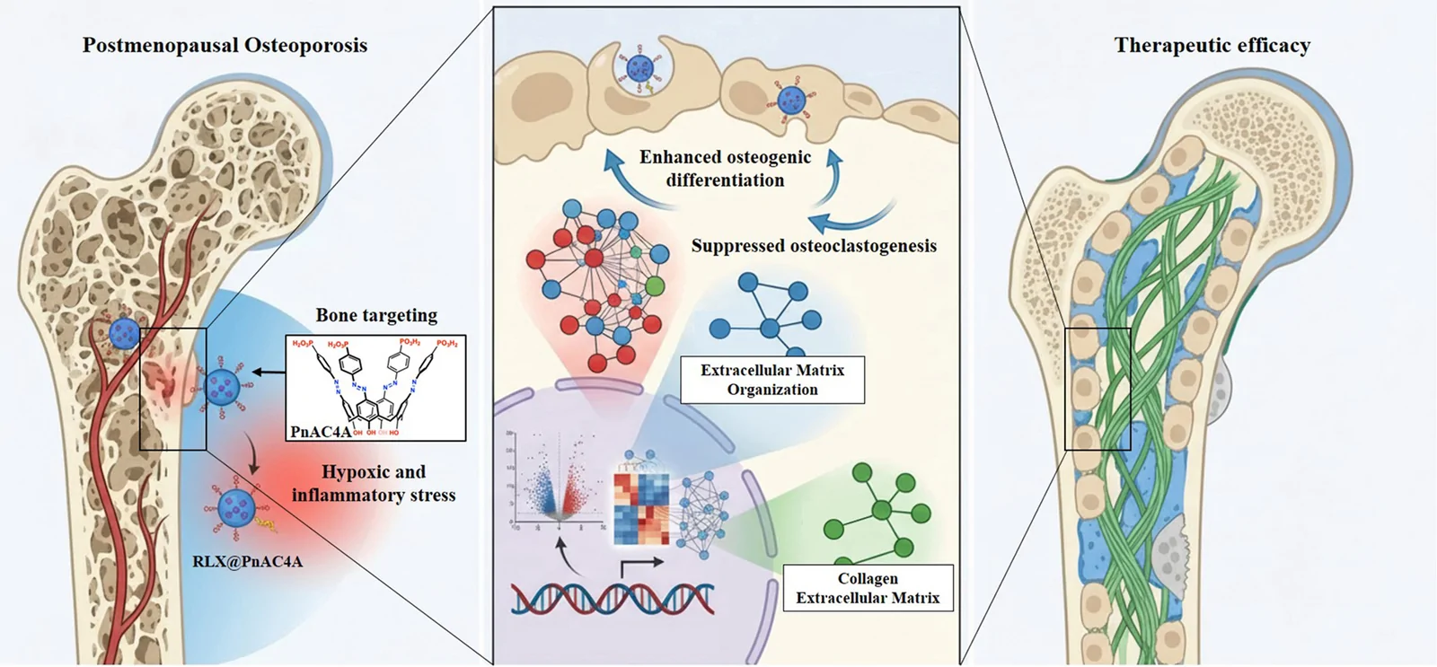 Graphical abstract from Materials Today Bio