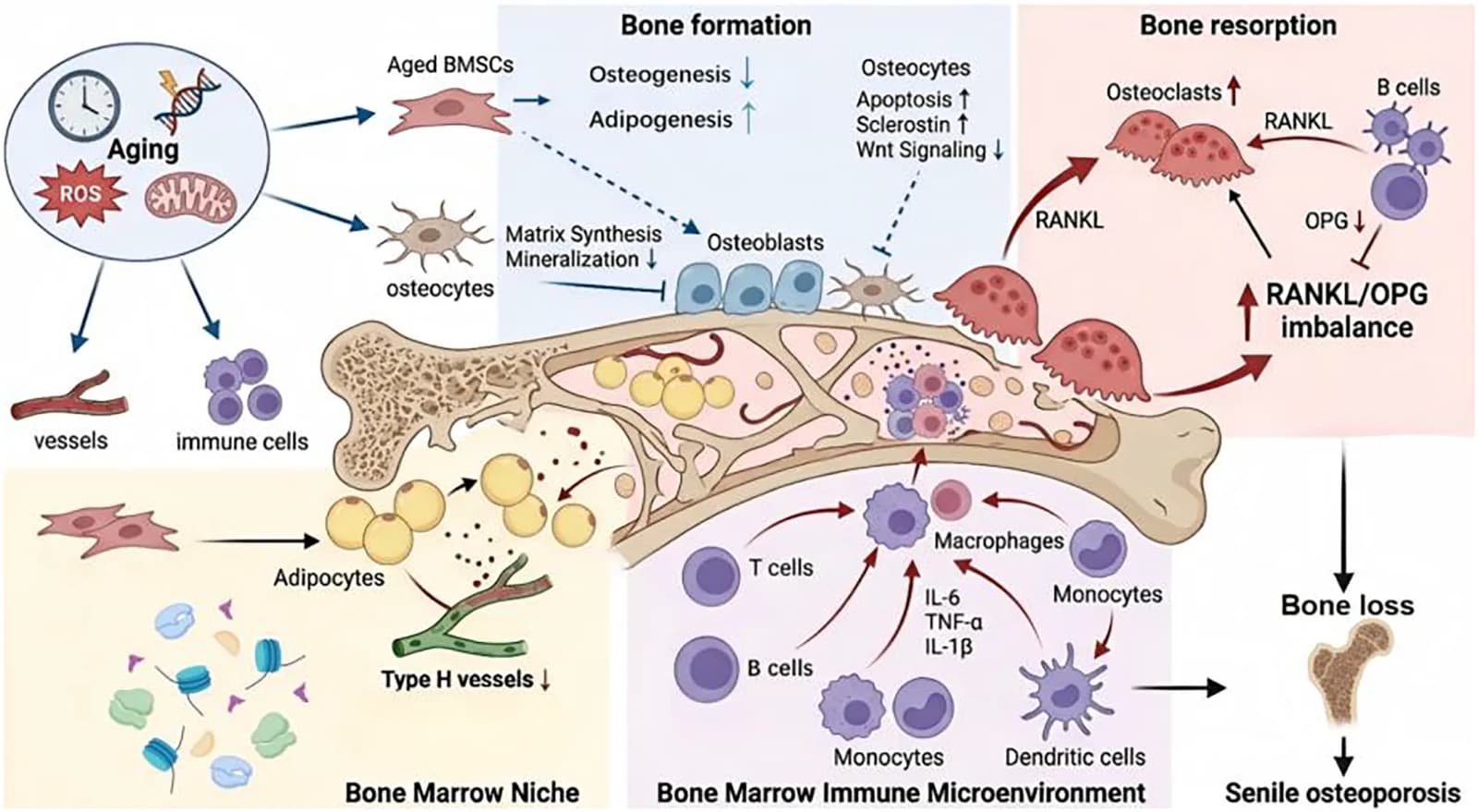 Figure 1. Aging-related alterations in bone remodeling and the bone marrow microenvironment.