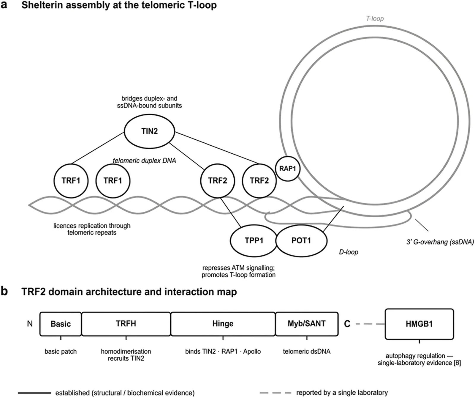 Figure 1. Architecture of the shelterin complex at the telomeric end (de Lange, 2018).